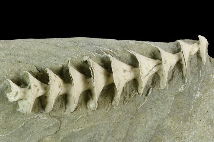 Archimedes Screw Bryozoan Fossil - Illinois #129641